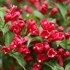 Sonic Bloom® Red Reblooming Weigela