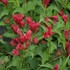 Sonic Bloom® Red Reblooming Weigela
