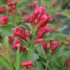 Sonic Bloom® Red Reblooming Weigela