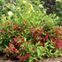 Sonic Bloom® Red Reblooming Weigela