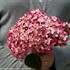 Invincibelle® Ruby Smooth hydrangea