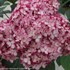 Invincibelle® Ruby Smooth hydrangea