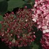 Invincibelle® Ruby Smooth hydrangea