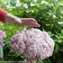 Incrediball® Blush - Smooth hydrangea