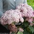 Incrediball® Blush - Smooth hydrangea