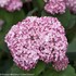 Incrediball® Blush - Smooth hydrangea