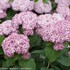 Incrediball® Blush - Smooth hydrangea