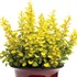 Sunjoy® Gold Pillar Barberry Berberis thunbergii