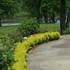 Sunjoy® Gold Pillar Barberry Berberis thunbergii