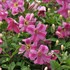 Pink Mink® Clematis x