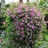 Pink Mink® Clematis x