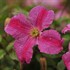 Pink Mink® Clematis x