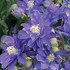 'Blue' Columbine