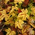 'Sunrise Falls' Heucherella