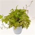 'Sunrise Falls' Heucherella