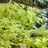 'Sunrise Falls' Heucherella