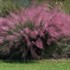 Muhly Grass Pink Hairgrass
