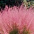 Muhly Grass Pink Hairgrass