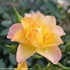 Oso Easy® Italian Ice® Landscape Rose