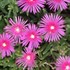 Delosperma 'cooperi' Ice Plant