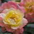 Oso Easy® Italian Ice® Landscape Rose