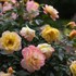 Oso Easy® Italian Ice® Landscape Rose