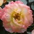 Oso Easy® Italian Ice® Landscape Rose