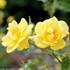 Oso Easy® Lemon Zest Landscape Rose Rosa x