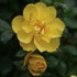 Oso Easy® Lemon Zest Landscape Rose Rosa x
