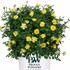 Oso Easy® Lemon Zest Landscape Rose Rosa x