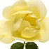 Oso Easy® Lemon Zest Landscape Rose Rosa x