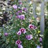 Purple Pillar™ Rose of Sharon Hibiscus syriacus