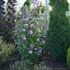 Purple Pillar™ Rose of Sharon Hibiscus syriacus