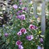 Purple Pillar™ Rose of Sharon Hibiscus syriacus