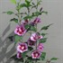 Purple Pillar™ Rose of Sharon Hibiscus syriacus
