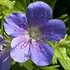 'Brookside'  Cranesbill