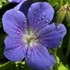 'Brookside'  Cranesbill