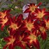'Ruby Spider' Daylily Hemerocallis