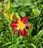 'Ruby Spider' Daylily Hemerocallis