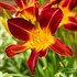 'Ruby Spider' Daylily Hemerocallis