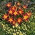 'Ruby Spider' Daylily Hemerocallis