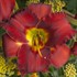'Sundried Tomatoes'  Daylily