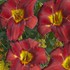 'Sundried Tomatoes'  Daylily