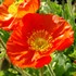 Champagne Bubbles Orange Poppy