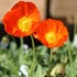 Champagne Bubbles Orange Poppy