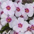 'Coral Eye'  Creeping Phlox