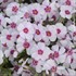 'Coral Eye'  Creeping Phlox