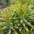 'Ascot Rainbow' Euphorbia