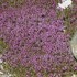 Pink Creeping Thyme