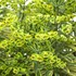 'Ascot Rainbow' Euphorbia